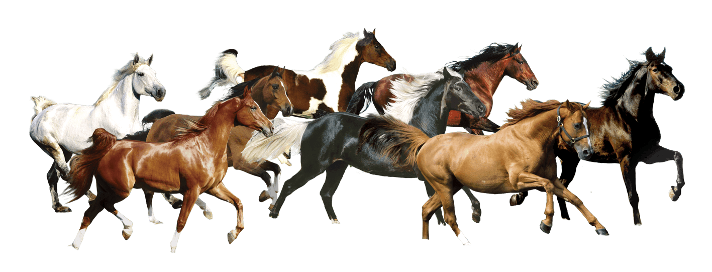 chevaux
